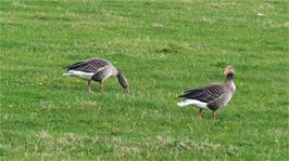 Grey Lag Geese by the Thames